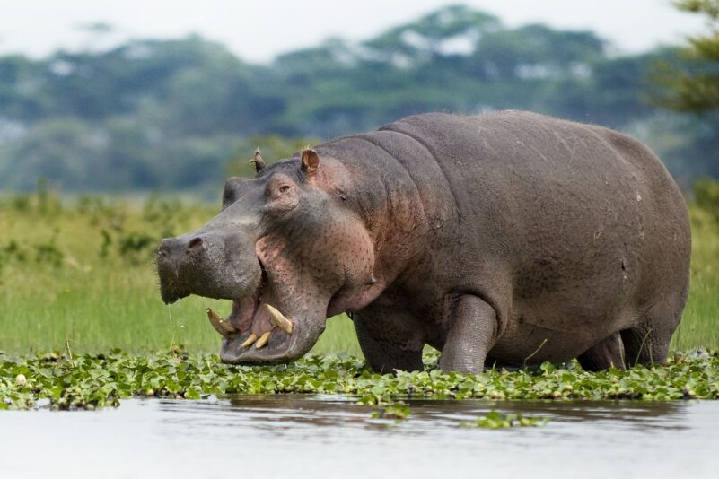 Tiere als Architekten und ihr überraschender Einfluss auf die Erde
