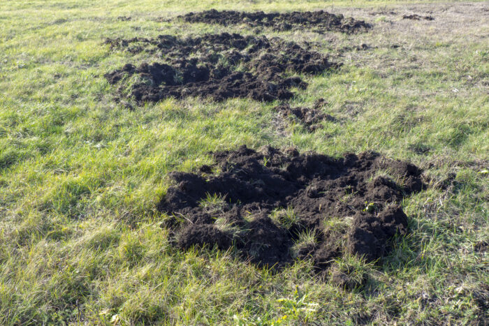 Tiere als Architekten: Wildschweine
