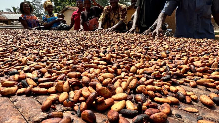  Rund 80 Prozent des Kakaos in Deutschland kommt aus der Elfenbeinküste und Ghana.