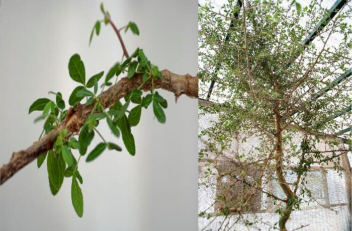 Nach 15 Jahren ist aus dem Samen ein 3 Meter hoher Baum gewachsen