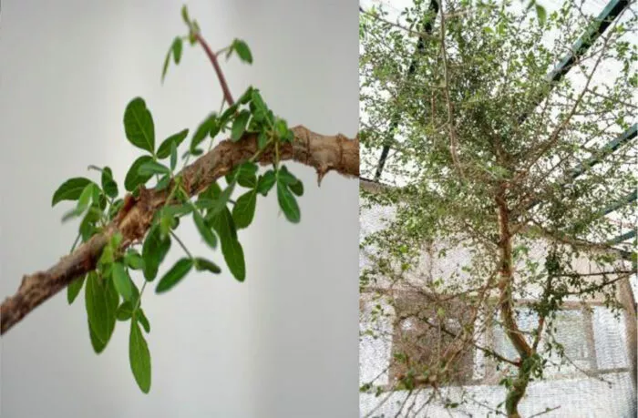 Nach 15 Jahren ist aus dem Samen ein 3 Meter hoher Baum gewachsen