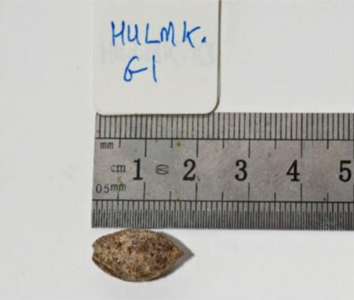 Aus diesem 1.000 Jahre alten Samen wuchs ein Baum