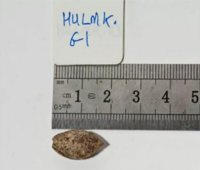 Aus diesem 1.000 Jahre alten Samen wuchs ein Baum