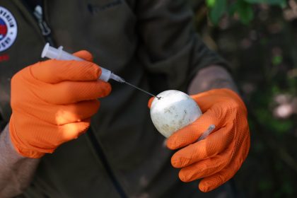 Gänsekot in Parks und an Badeseen ärgert – liegt die Lösung bei den Eiern?