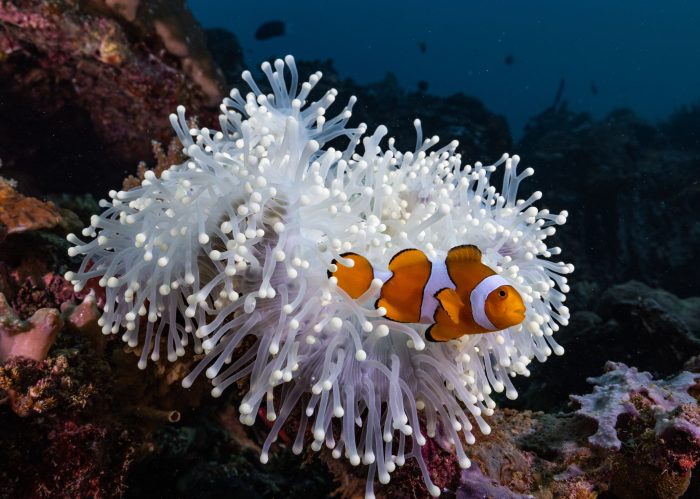 Die aus dem Animationsfilm «Findet Nemo» bekannten Echten Clownfische (Amphiprion percula) leben im Schutz von Seeanemonen.