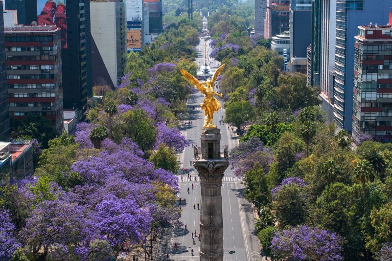 Blühende Jacaranda-Bäume entlang der Avenida Reforma in Mexiko-Stadt. (Archivbild)