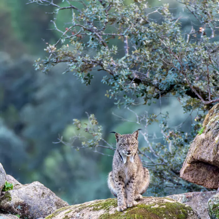 Fühlen sich in Olivenhainen auch wohl: Ein iberischer Luchs in der Provinz Jáen.