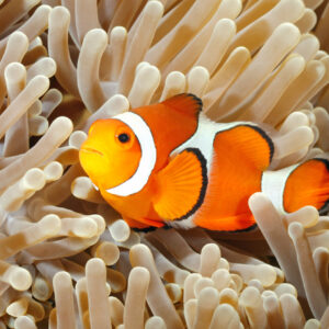 Zahnschmerzen wegen 500 Millionen Jahre altem Fisch