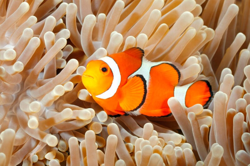 Zahnschmerzen wegen 500 Millionen Jahre altem Fisch