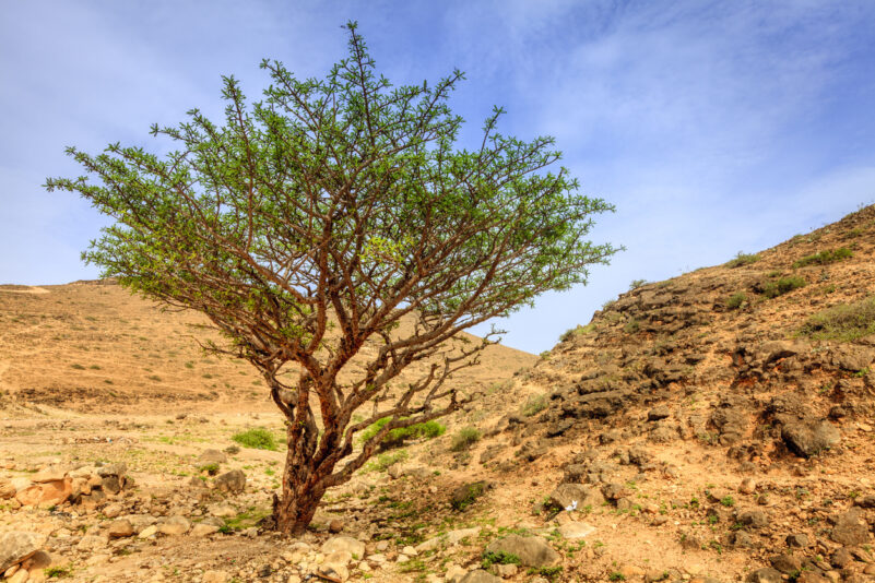 Verlorener biblischer Baum aus 1.000 Jahre alten Samen gezogen.