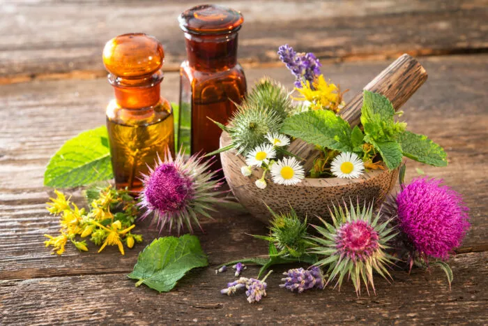 Nützliche Heilkräuter für den heimischen Garten