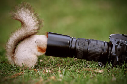 Wenn Fotografen Tiere stören: Wann ist nah zu nah?