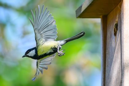 „Stunde der Gartenvögel“ – Bevölkerung soll Vögel zählen