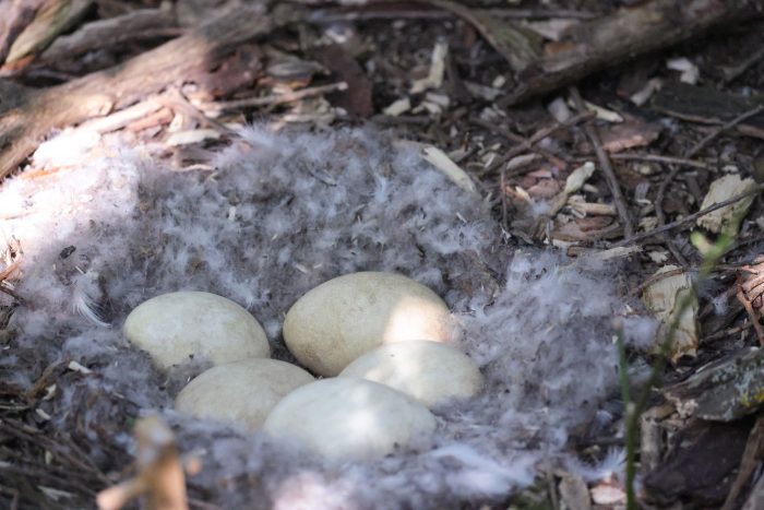 Im Nest einer Kanadagans können fünf oder auch mehr Eier liegen.
