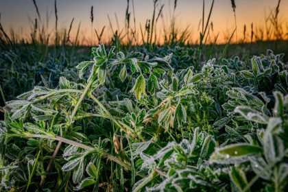 In den kommenden Tagen: Frostige Nächte und kühles Wetter
