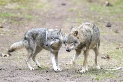 EU-Länder erlauben mehr Wolf-Abschüsse