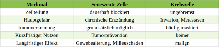 Zombie-Zellen sind nicht bösartig, können aber langfristig Krebs begünstigen.