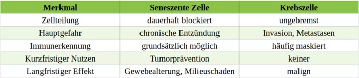 Zombie-Zellen sind nicht bösartig, können aber langfristig Krebs begünstigen.