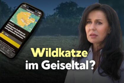 Wildkatze im Geiseltal? Video von mutmaßlichem Raubtier hält Behörden in Atem
