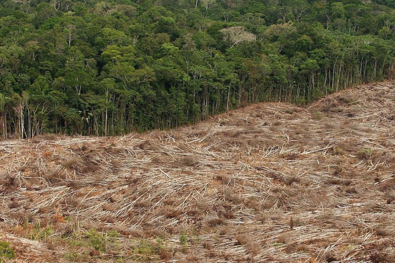 Abholzung des Regenwalds im Amazonasgebiet in Brasilien.