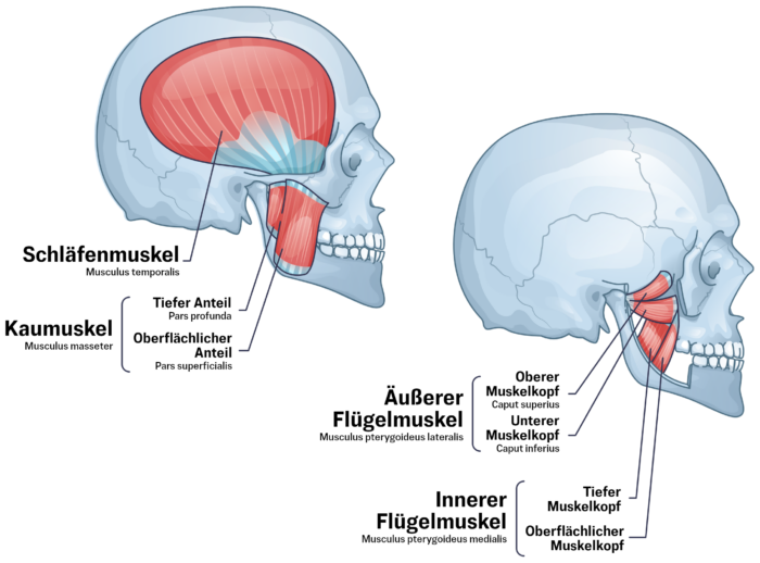 Die Kaumuskulatur besteht aus vier Muskeln – pro Gesichtshälfte. Der Kaumuskel ist einer der stärksten Muskeln im menschlichen Körper.