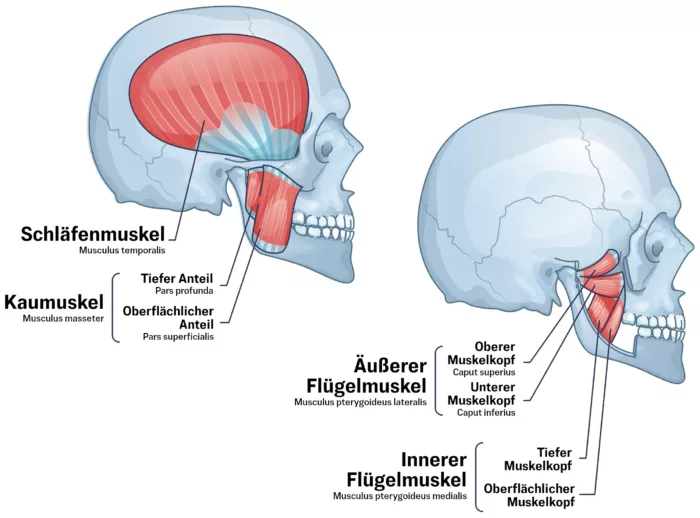 Die Kaumuskulatur besteht aus vier Muskeln – pro Gesichtshälfte. Der Kaumuskel ist einer der stärksten Muskeln im menschlichen Körper.