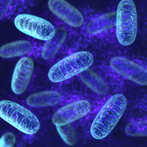 Wenn die Zellkraftwerke streiken: So helfen Sie Ihren Mitochondrien