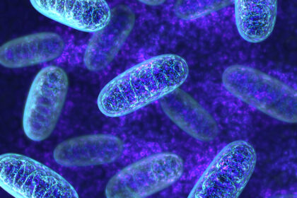 Wenn die Zellkraftwerke streiken: So helfen Sie Ihren Mitochondrien