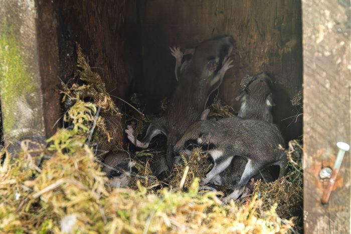 Auch in Nistkästen bauen die kleinen Tiere ihre Nester - wie hier im Harz. (Archivbild)