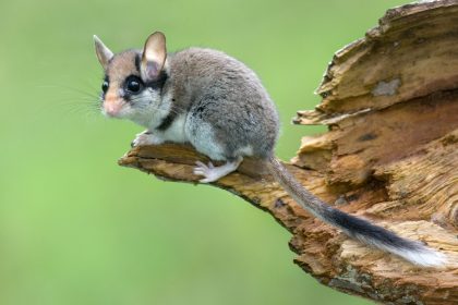 Gartentier des Jahres: Mit Zorro-Maske gegen Nacktschnecken