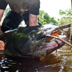 Polizist erschießt Zwei-Meter-Fisch: Tier attackierte Menschen