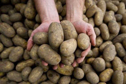 „Ernste Bedrohung“: Massive Ernteausfälle bei Zuckerrüben und Kartoffeln durch Pflanzenkrankheit