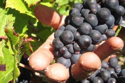 Prozess um „Weinlese der Schande“ startet in Frankreich