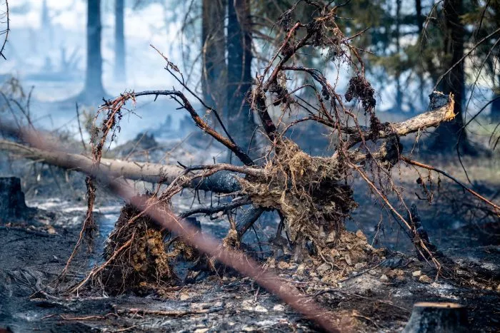 Mindestens 250 Hektar Wald sind in Thüringen von dem Brand betroffen.