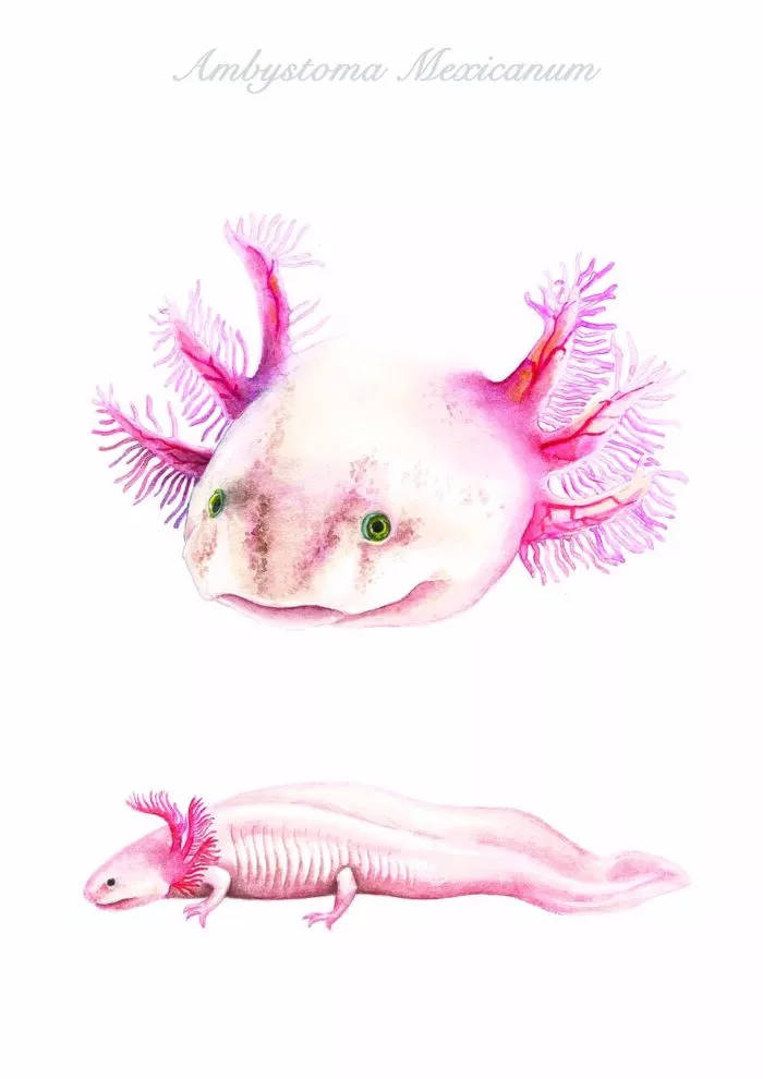 Biologische Zeichnung eines Axolotl