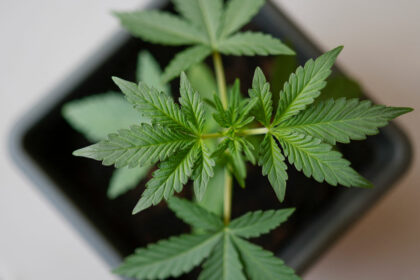 Nordrhein-Westfalen: Über mehrere Etagen: Illegale Cannabisplantage entdeckt