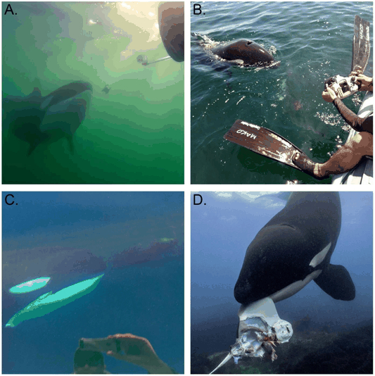 Orcas teilen ihre Beute