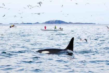 34 Fälle beobachtet: Orcas teilen ihre Beute mit Menschen – aber warum?