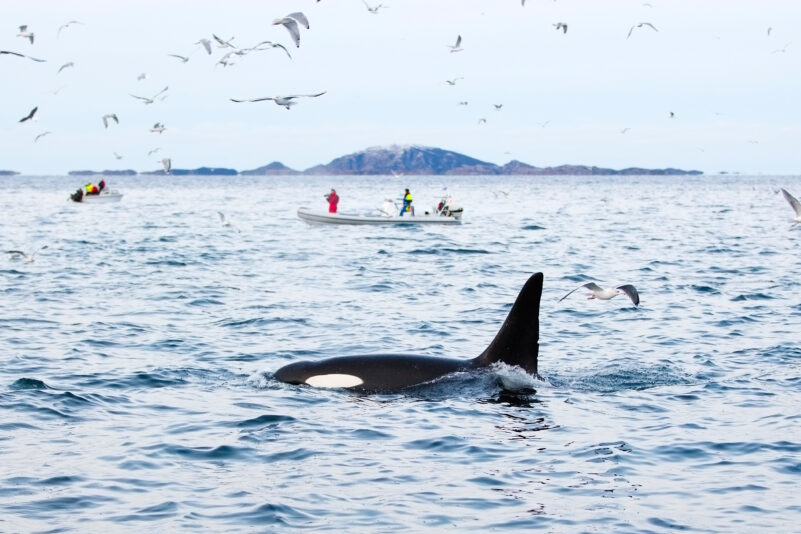 Orcas teilen ihre Beute mit Menschen – aber warum?