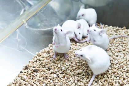 Pest als Test: Welche Chancen und Risiken haben mRNA-Impfstoffe gegen Bakterien?