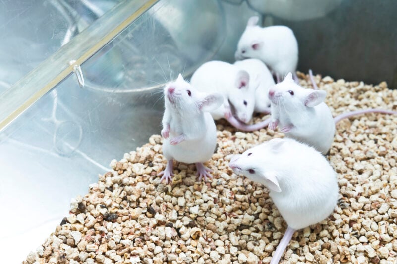 mRNA-Impfstoffe können nun auch gegen bakterielle Infektionen eingesetzt werden, etwa gegen die Pest. Mäuse waren nach drei Impfdosen auch gegen die tödlichste Form, die Lungenpest, immun.