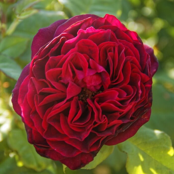 10 beliebteste chinesische Blumen: die China-Rose