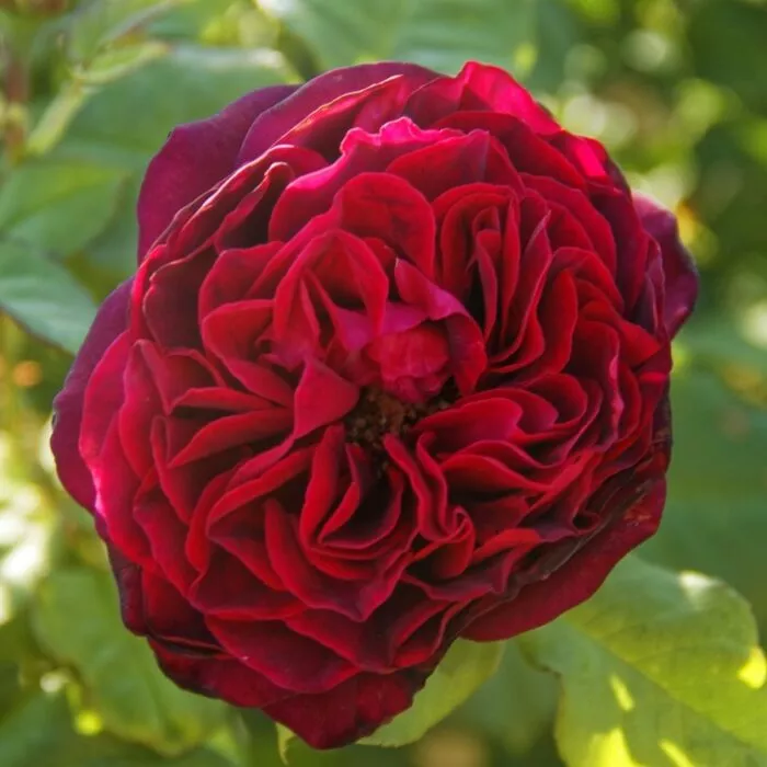10 beliebteste chinesische Blumen: die China-Rose