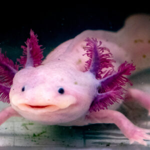 Wachsen uns bald Körperteile wie beim Axolotl nach?
