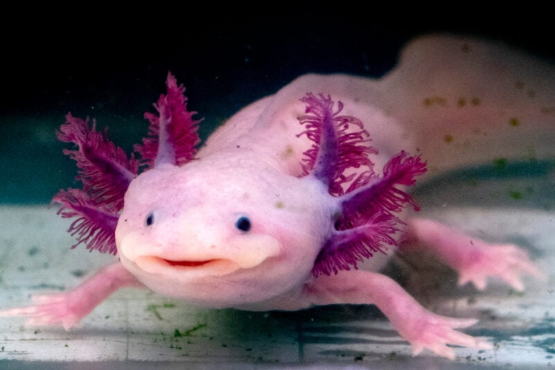 Wachsen uns bald Körperteile wie beim Axolotl nach?