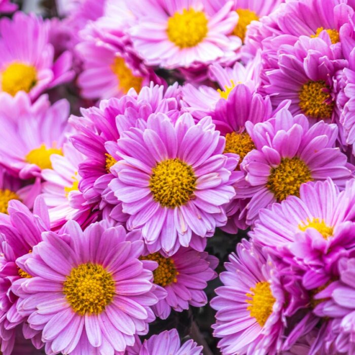 10 beliebteste chinesische Blumen: die Chrysantheme