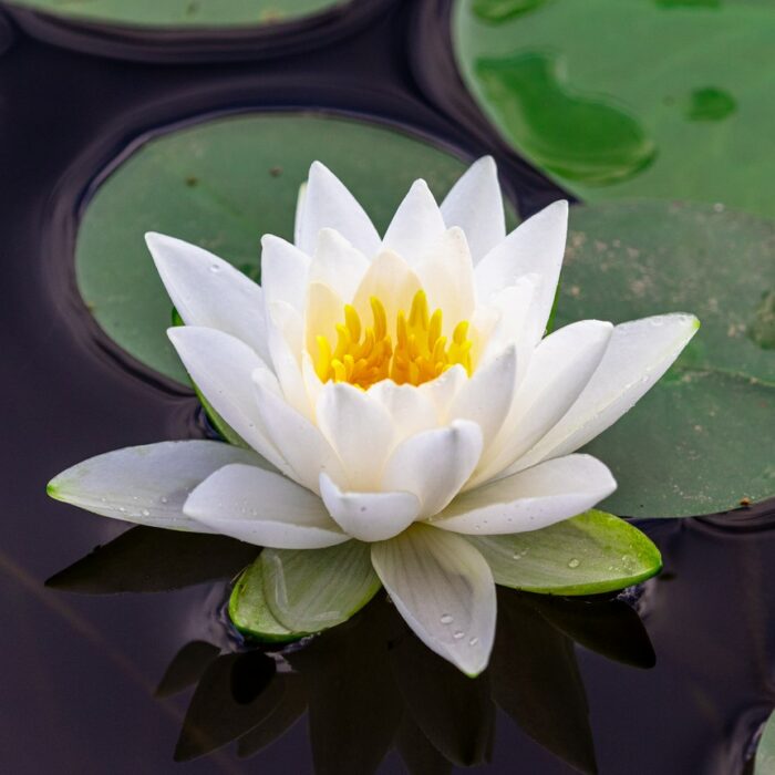 10 beliebteste chinesische Blumen: der Lotus