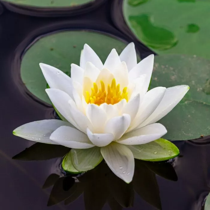 10 beliebteste chinesische Blumen: der Lotus