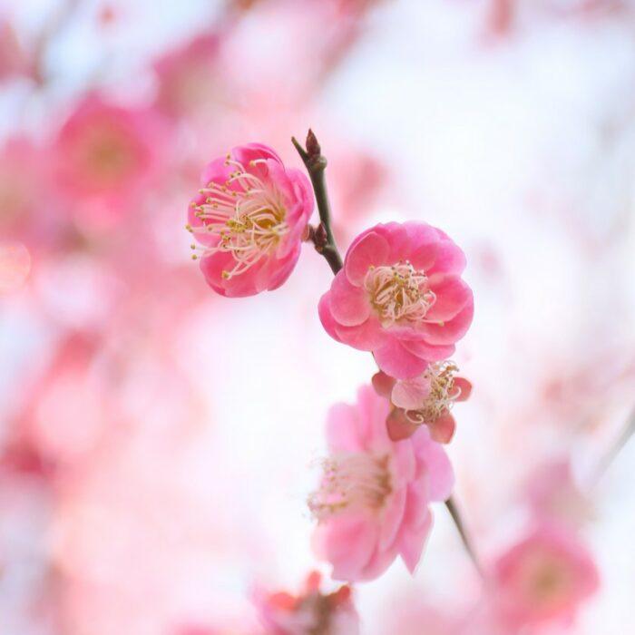 10 beliebteste chinesische Blumen: die Pflaumenblüte