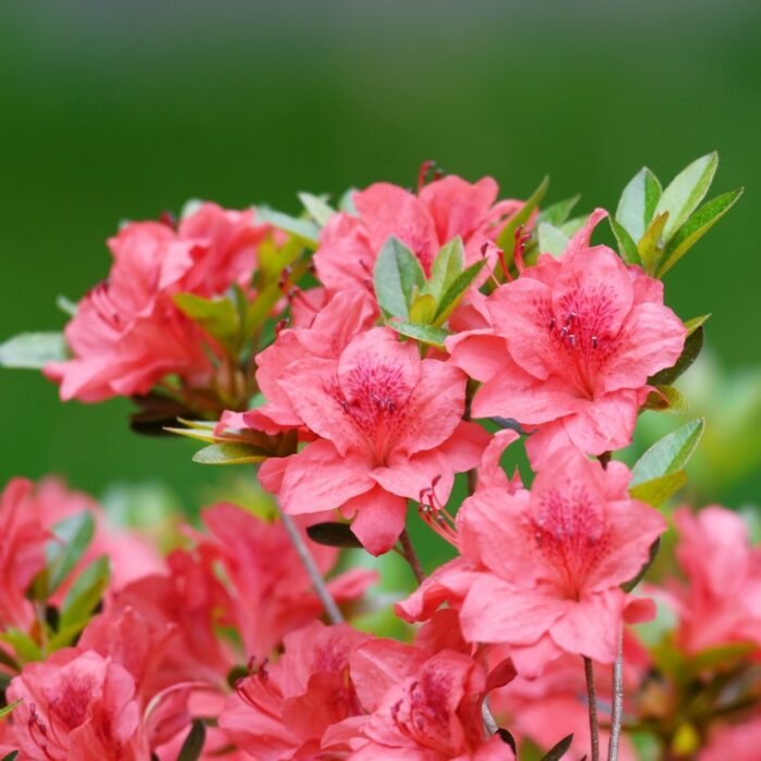 10 beliebteste chinesische Blumen: die Azalee